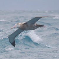 Antipodean Albatross